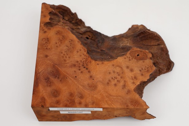Kamfora czeczot camphor burl