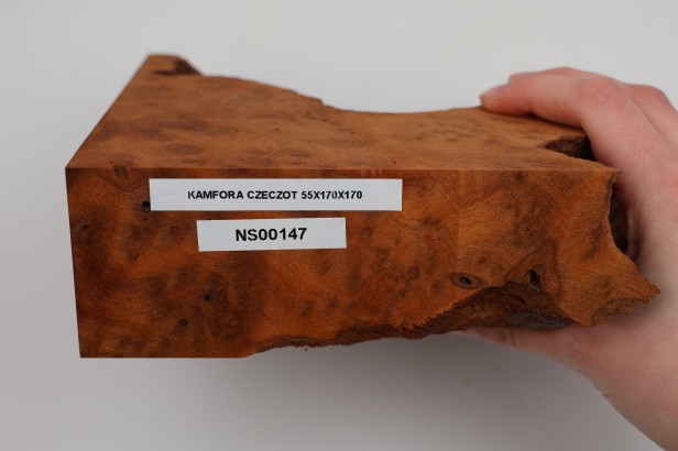 Kamfora czeczot camphor burl