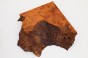 Kamfora czeczot camphor burl