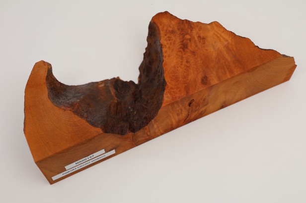 Kamfora czeczot camphor burl