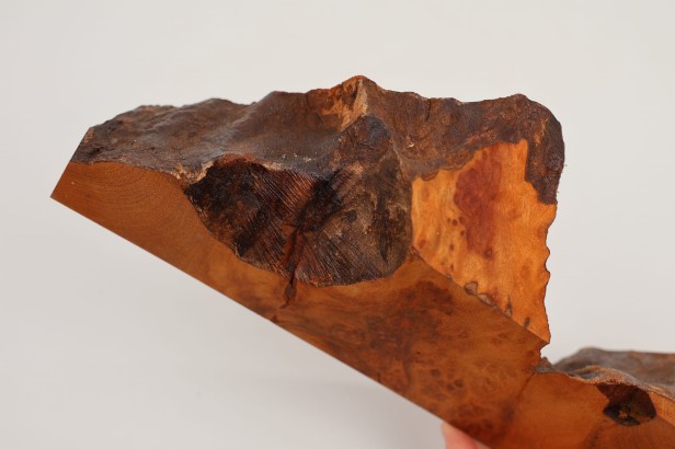 Kamfora czeczot camphor burl