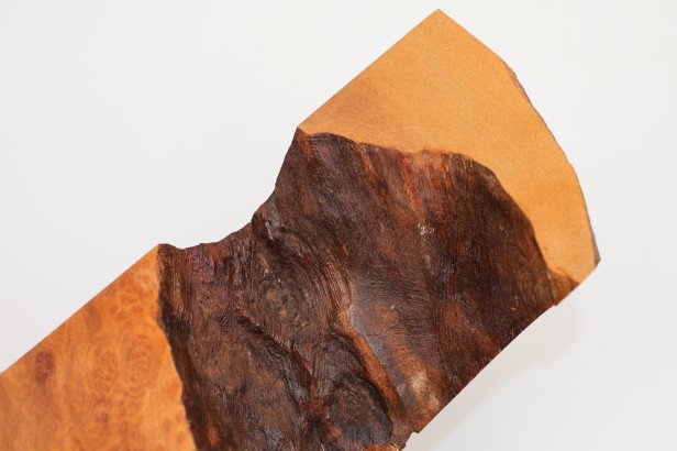 Kamfora czeczot camphor burl