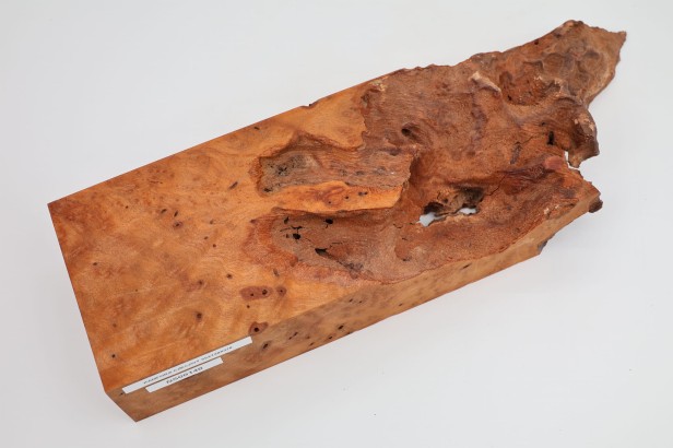 Kamfora czeczot camphor burl