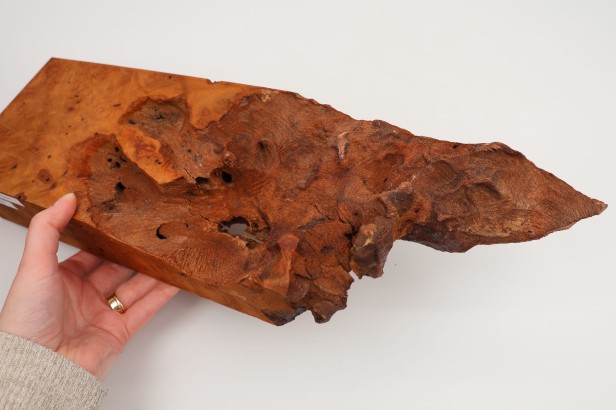 Kamfora czeczot camphor burl
