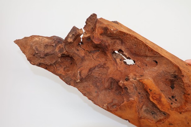 Kamfora czeczot camphor burl