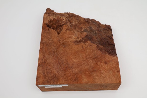 Kamfora czeczot camphor burl