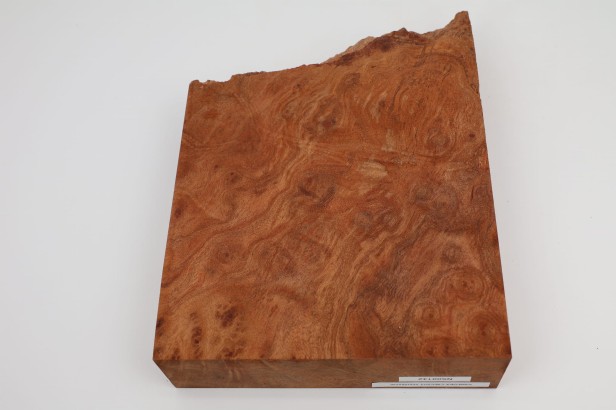 Kamfora czeczot camphor burl