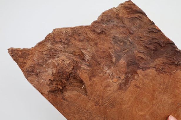 Kamfora czeczot camphor burl