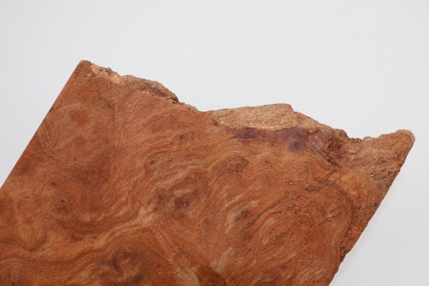 Kamfora czeczot camphor burl