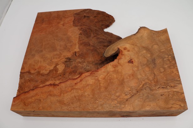 Kamfora czeczot camphor burl
