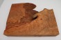 Kamfora czeczot camphor burl