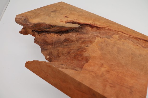 Kamfora czeczot camphor burl
