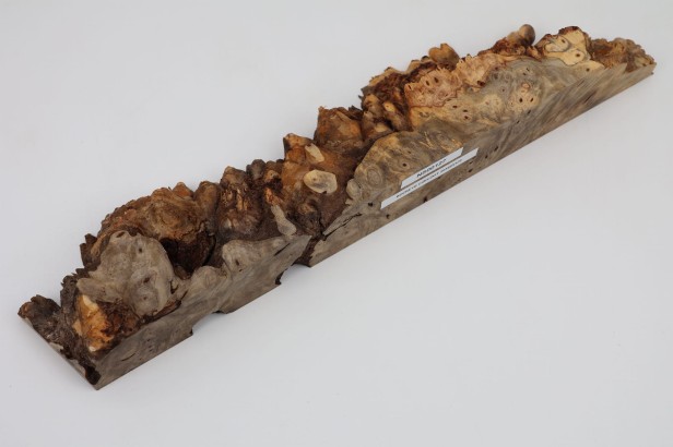 Kasztanowiec amerykański Buckeye czeczot/burl