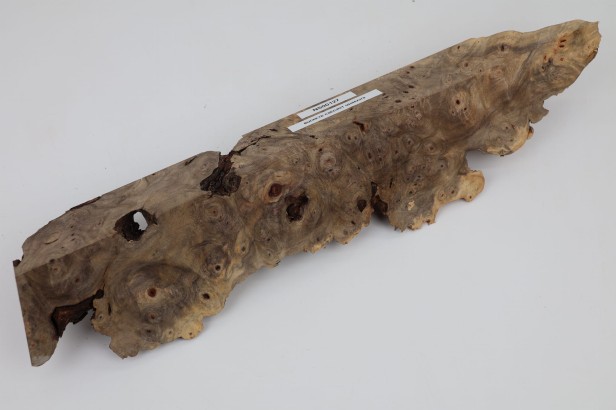 Kasztanowiec amerykański Buckeye czeczot/burl