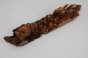 Kasztanowiec amerykański Buckeye czeczot/burl