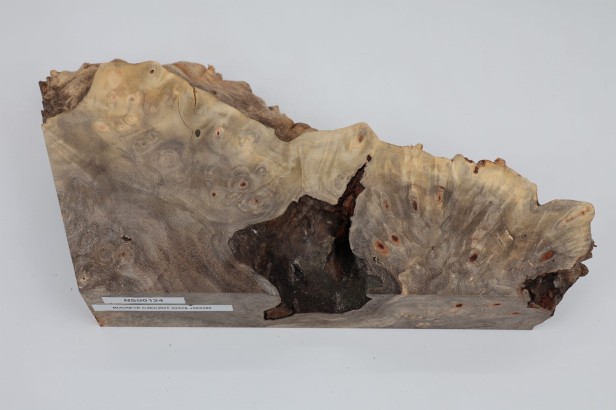 Kasztanowiec amerykański Buckeye czeczot/burl