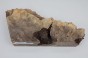 Kasztanowiec amerykański Buckeye czeczot/burl