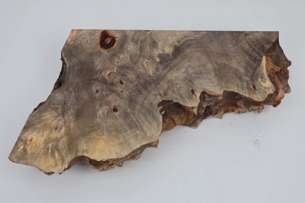 Kasztanowiec amerykański Buckeye czeczot/burl