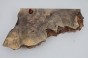 Kasztanowiec amerykański Buckeye czeczot/burl