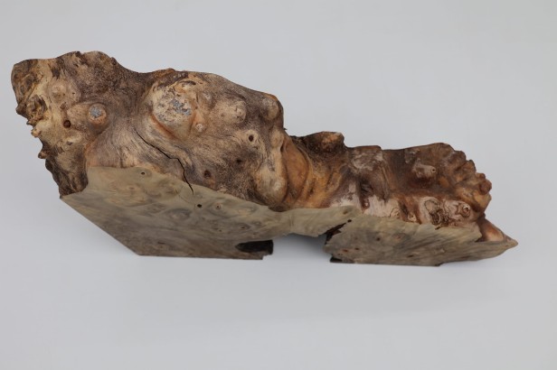 Kasztanowiec amerykański Buckeye czeczot/burl
