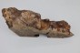 Kasztanowiec amerykański Buckeye czeczot/burl