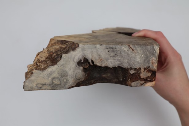 Kasztanowiec amerykański Buckeye czeczot/burl