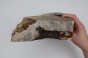 Kasztanowiec amerykański Buckeye czeczot/burl