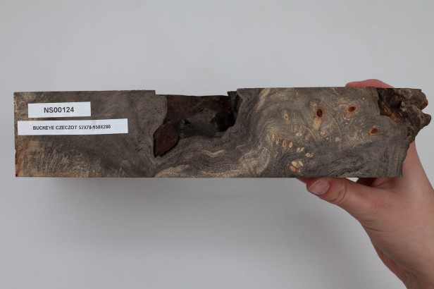 Kasztanowiec amerykański Buckeye czeczot/burl