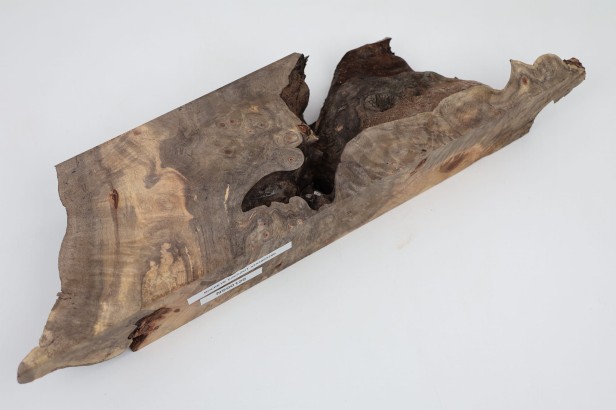 Kasztanowiec amerykański Buckeye czeczot/burl