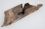 Kasztanowiec amerykański Buckeye czeczot/burl