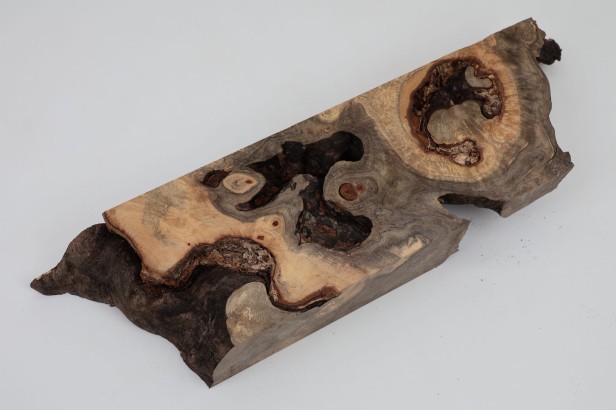 Kasztanowiec amerykański Buckeye czeczot/burl
