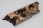 Kasztanowiec amerykański Buckeye czeczot/burl