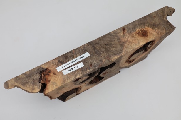 Kasztanowiec amerykański Buckeye czeczot/burl