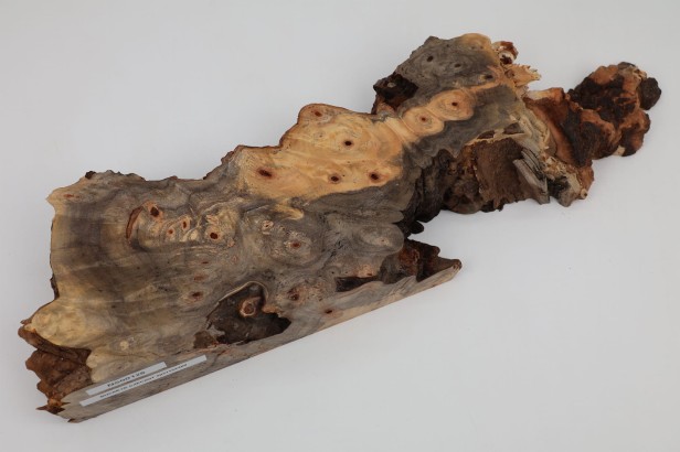 Kasztanowiec amerykański Buckeye czeczot/burl