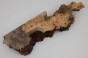 Kasztanowiec amerykański Buckeye czeczot/burl