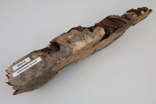Kasztanowiec amerykański Buckeye czeczot/burl