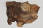 Kasztanowiec amerykański Buckeye czeczot/burl drewno na biżuterię