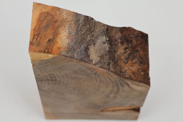 Kasztanowiec amerykański Buckeye drewno na biżuterię