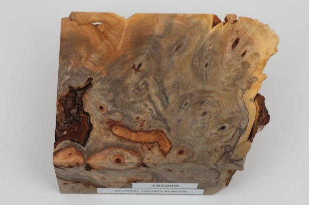 Kasztanowiec amerykański Buckeye czeczot/burl drewno na biżuterię