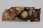 Kasztanowiec amerykański Buckeye czeczot/burl drewno na biżuterię