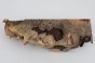 Kasztanowiec amerykański Buckeye czeczot/burl drewno na biżuterię