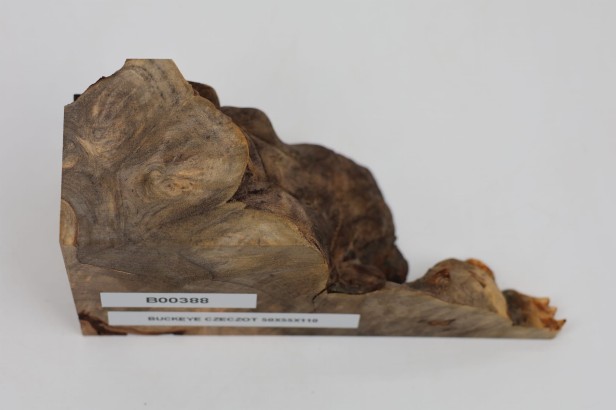 Kasztanowiec amerykański Buckeye czeczot/burl drewno na biżuterię